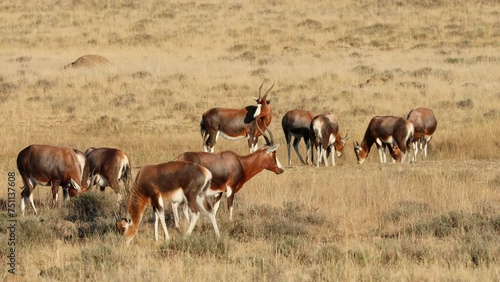 Wallpaper Mural Herd of blesbok antelopes (Damaliscus pygargus) grazing in grassland, Mountain Zebra National Park, South Africa Torontodigital.ca