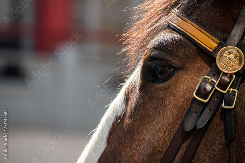 Close-up of a New York City police horse 
