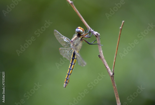 Dragonfly holding the branch in the wild