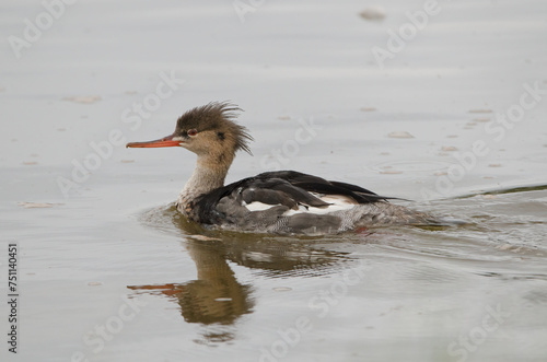 Female Hooded Merganser