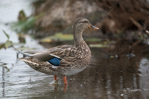 A Female Mallard Duck