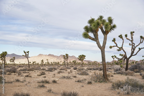 Joshua Trees at sunrise