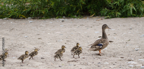 Mother Mallard and Ducklings