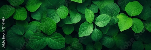 Background green leaves ,banner