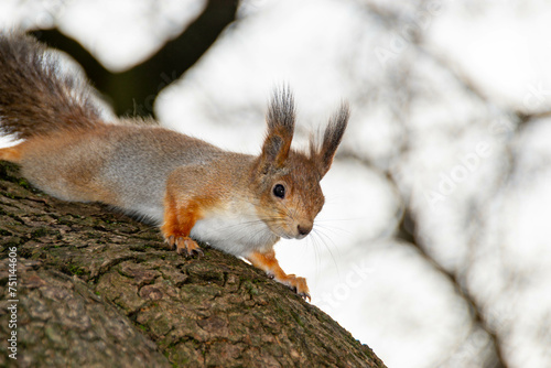 Close-up shot of the Red Squirrel