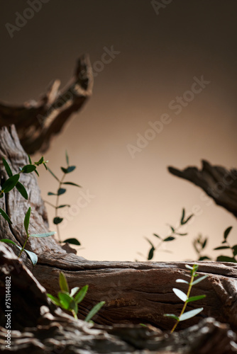 Old dry wood branch whith moss on beige light background. photo