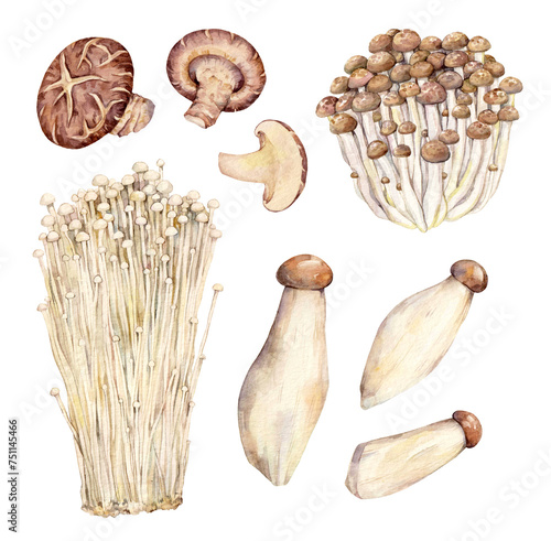 Watercolor set of asian mushrooms illustrations: Shiitake (Lentinula edodes), Buna shimeji (Hypsizygus tesselatus), Enokitake (Flammulina filiformis), King oyster mushroom (Pleurotus eryngii). photo