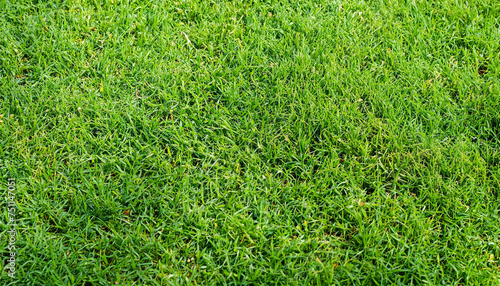 Grass floor texture for background wallpaper, green fresh morning concept