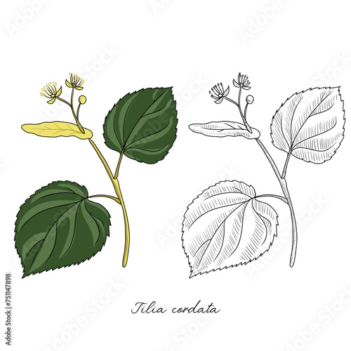 vector drawing linden branch,Tilia cordata , hand drawn illustration of medicinal plant