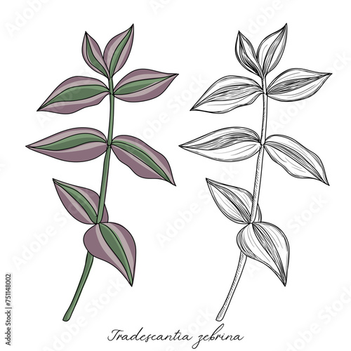 vector drawing inchplant, Tradescantia zebrina, hand drawn illustration of medicinal plant