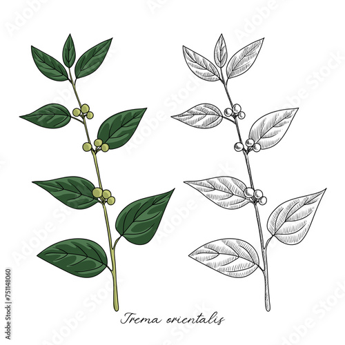 vector drawing charcoal-tree, Trema orientalis, hand drawn illustration of medicinal plant