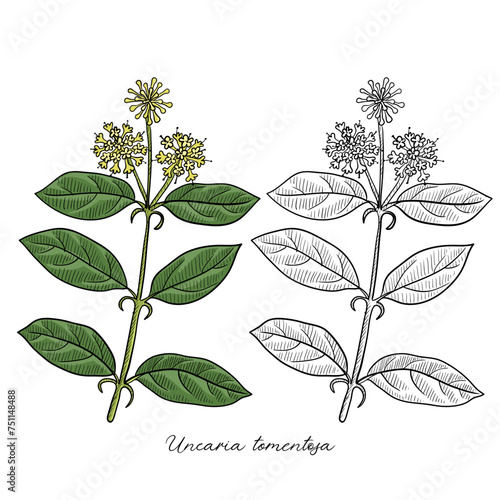 vector drawing cat's claw, Uncaria tomentosa , hand drawn illustration of medicinal plant