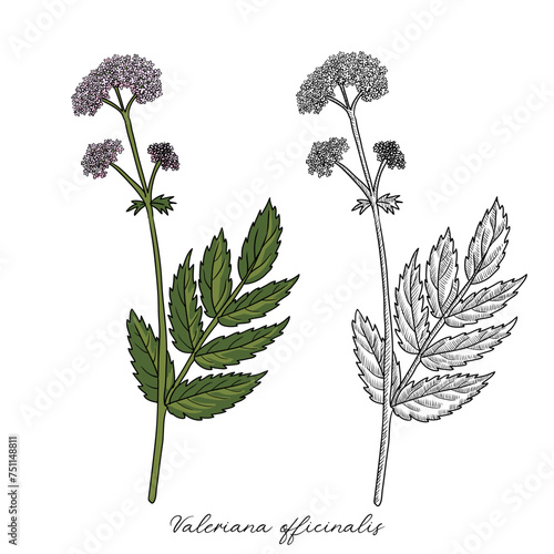 vector drawing valerian,Valeriana officinalis , hand drawn illustration of medicinal plant