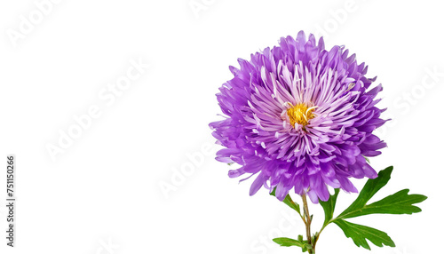 Purple aster flower. isolated on transparent background.