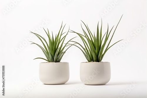Pot with plants isolated blank background.