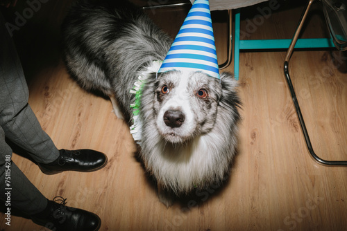 A dog on New Year's Eve photo