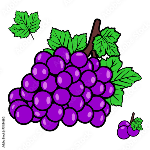 fresh grapes picked straight from the garden with the leaves still attached vector illustration