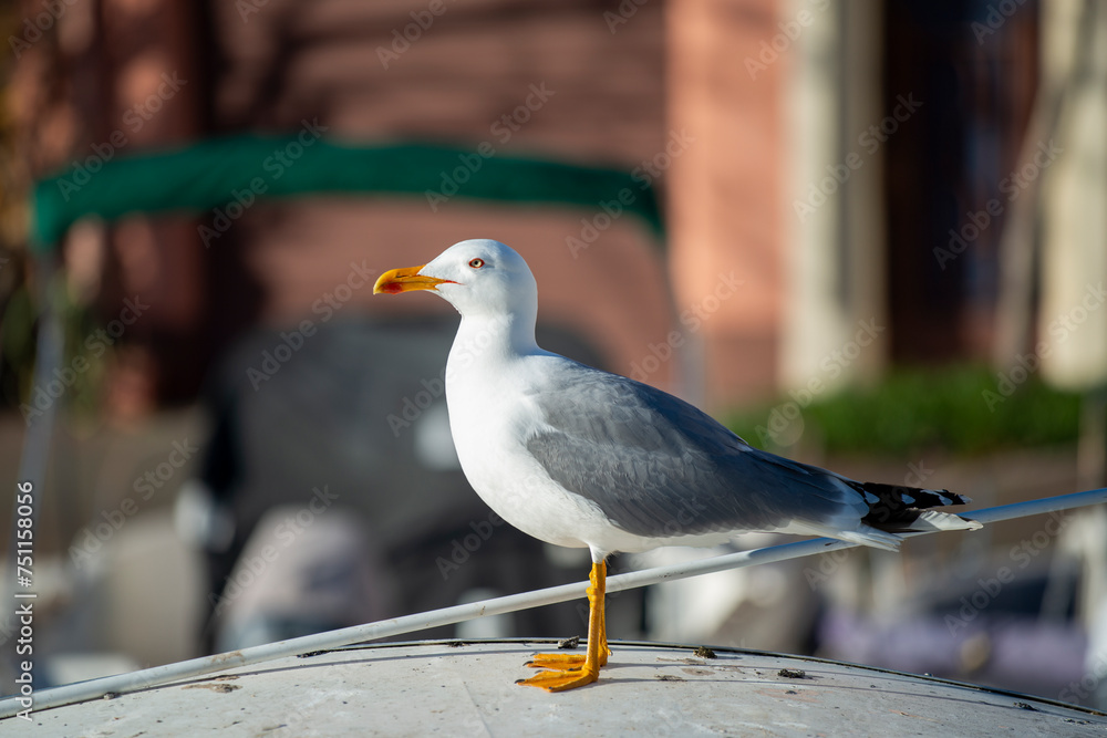 Mouette posée sur un bateau Mouette posée sur un bateau