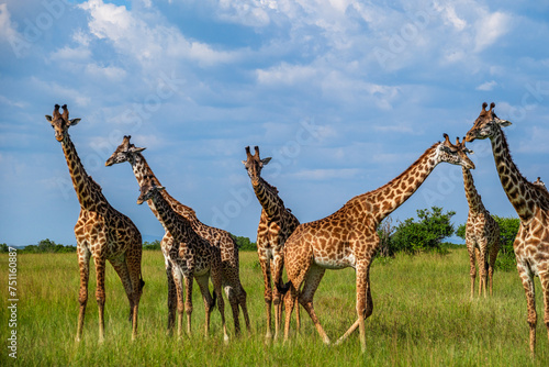 Giraffe family in Masai mara think they are unreachable