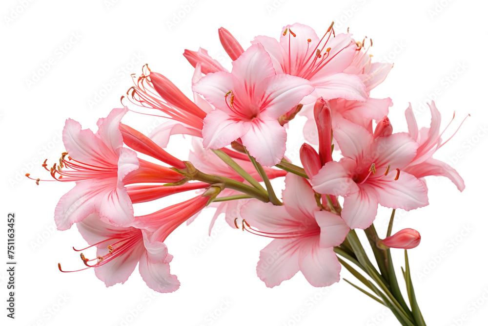 Bouquet of Pink Flowers. A bunch of delicate pink flowers arranged in a bouquet, set against a clean white background. The flowers are vibrant and fresh, with green stems peeking out from the bottom.