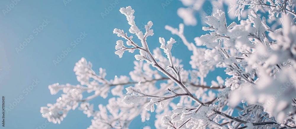 A winter scene featuring a tree branch covered in hoarfrost against a clear blue sky. The branch is frosted with snow, showcasing a cold, wintry day outside the city.