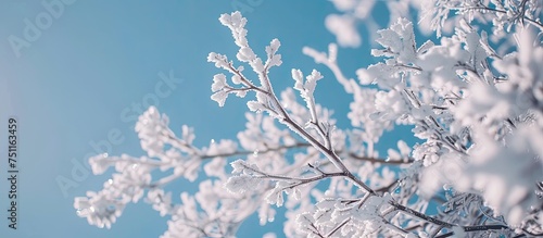 A winter scene featuring a tree branch covered in hoarfrost against a clear blue sky. The branch is frosted with snow, showcasing a cold, wintry day outside the city.