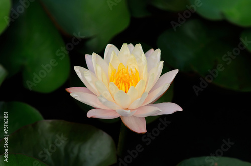 A Blossoming Water Lily