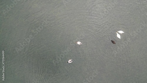 aerial view of ducks swimming in a lake, surrounded by lush Azorean landscapes in Sete Cidades. photo