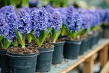 Many blue violet flowering hyacinths in pots are displayed on shelf in floristic store or at street market.