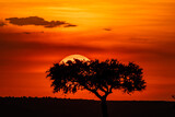 The sun sets on vultures perched on a tree for the night in Masai mara