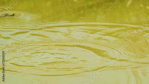 Indian Skittering frogs hop across rippling Bangladesh wetland water surface habitat photo