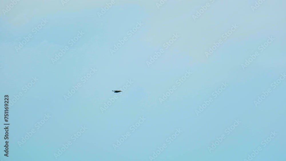 Eagle flying solo and flapping wings against blue sky background Eagle flying solo and flapping wings against blue sky background