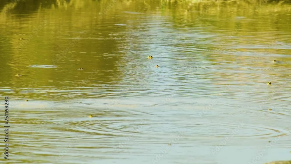 Multiple frogs jumping on lake during morning in Bangladesh. Multiple frogs jumping on lake during morning in Bangladesh.