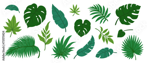 Jungle leaves. Cartoon different tropical plants. Palm, banana, monstera. Botanical green foliage elements. Summer paradise exotic leaf on white background. Vector set