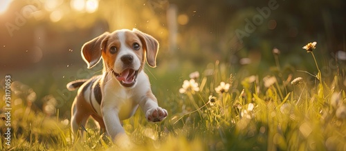 An adorable Beagle puppy joyfully runs through a field of green grass, its ears flopping in the breeze as it playfully dashes around.