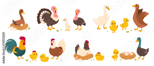 Farm bird. Cartoon different domestic poultry walking on yard. Cute chicken, rooster, nice ducks, turkeys, gooses with brood, eggs in nest. Family fowl. Mother and kids. Vector set