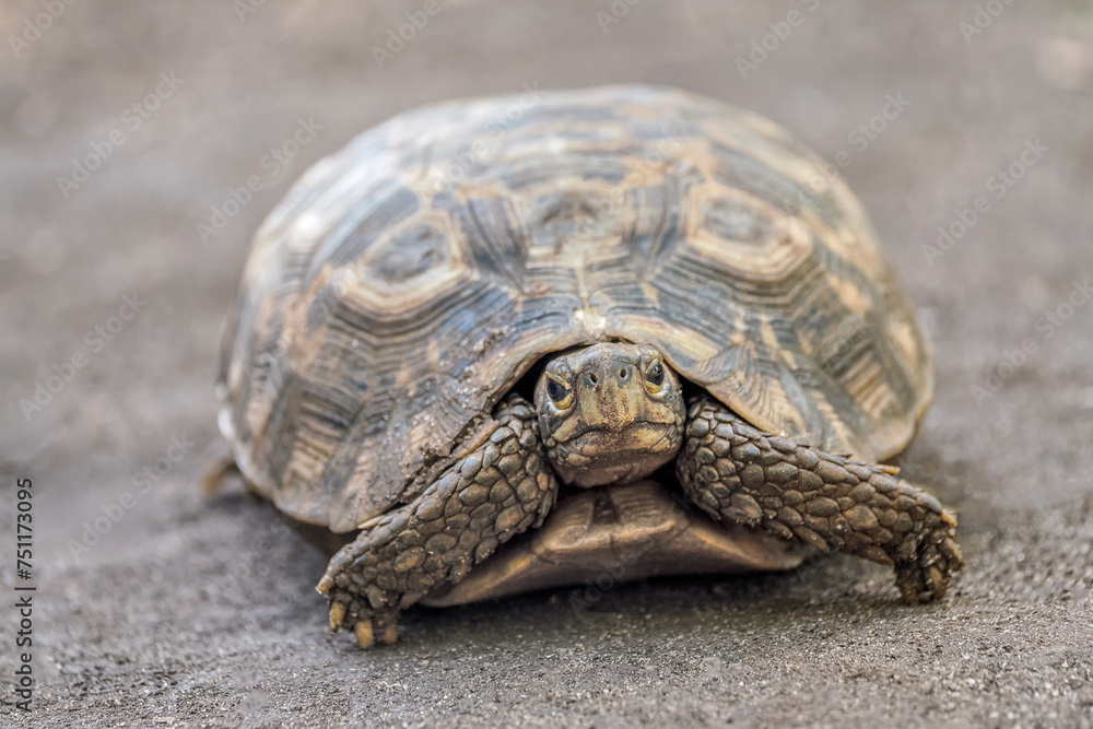 Turtle, Zanzibar, Tanzania, Jambiani area Turtle, Zanzibar, Tanzania, Jambiani area