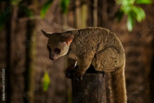 Bush babies  small lemurs eagerly eat fruit  they live in mangrove thickets  Indian Ocean  Zanzibar  Tanzania  Jambiani area