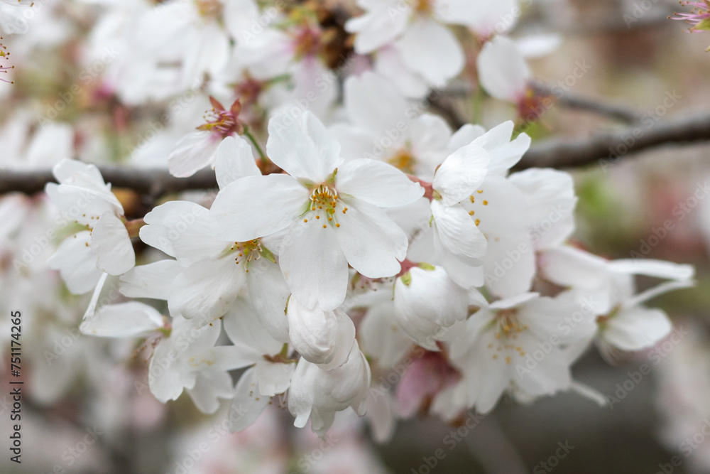 桜