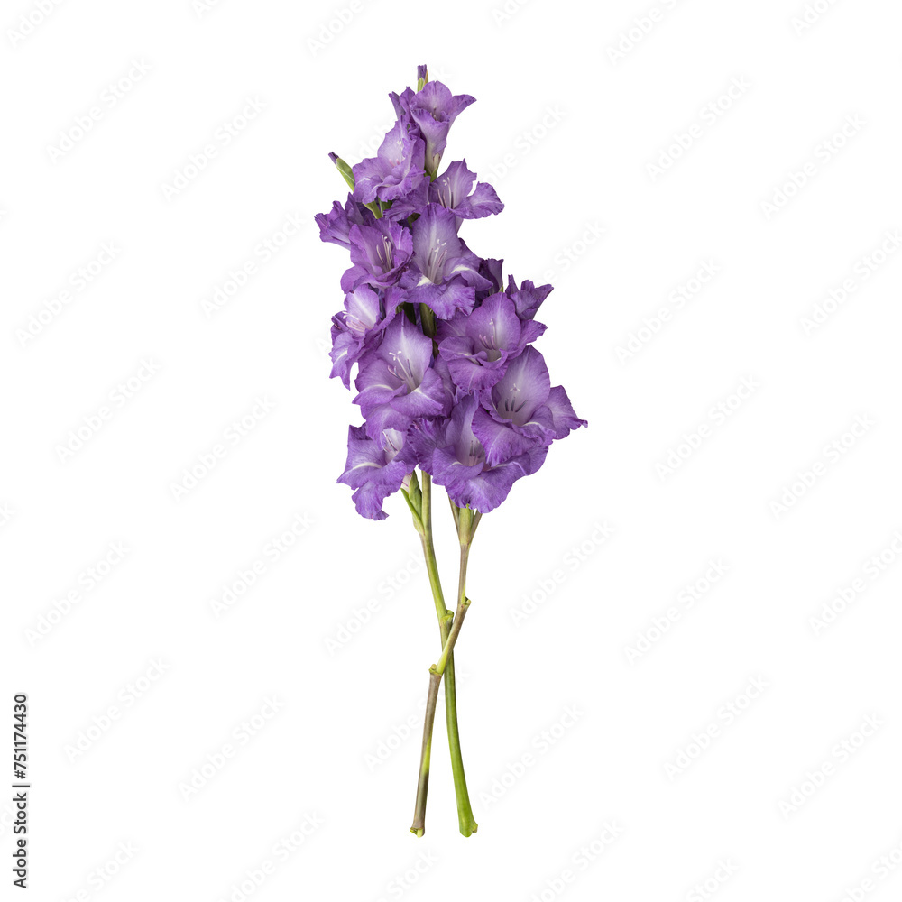 Purple gladiolus flower stems isolated on transparent background Purple gladiolus flower stems isolated on transparent background