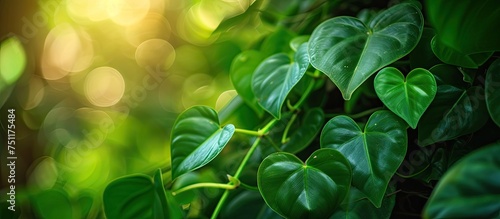 This close-up view showcases the adorable heart-shaped foliage of the Heart Leaf Philodendron, also known as the sweetheart plant. The lush green leaves are prominently featured in this detailed image photo