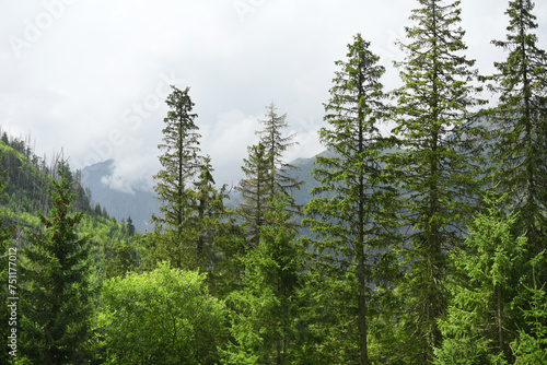 Foggy mountain landscape with fir forest.