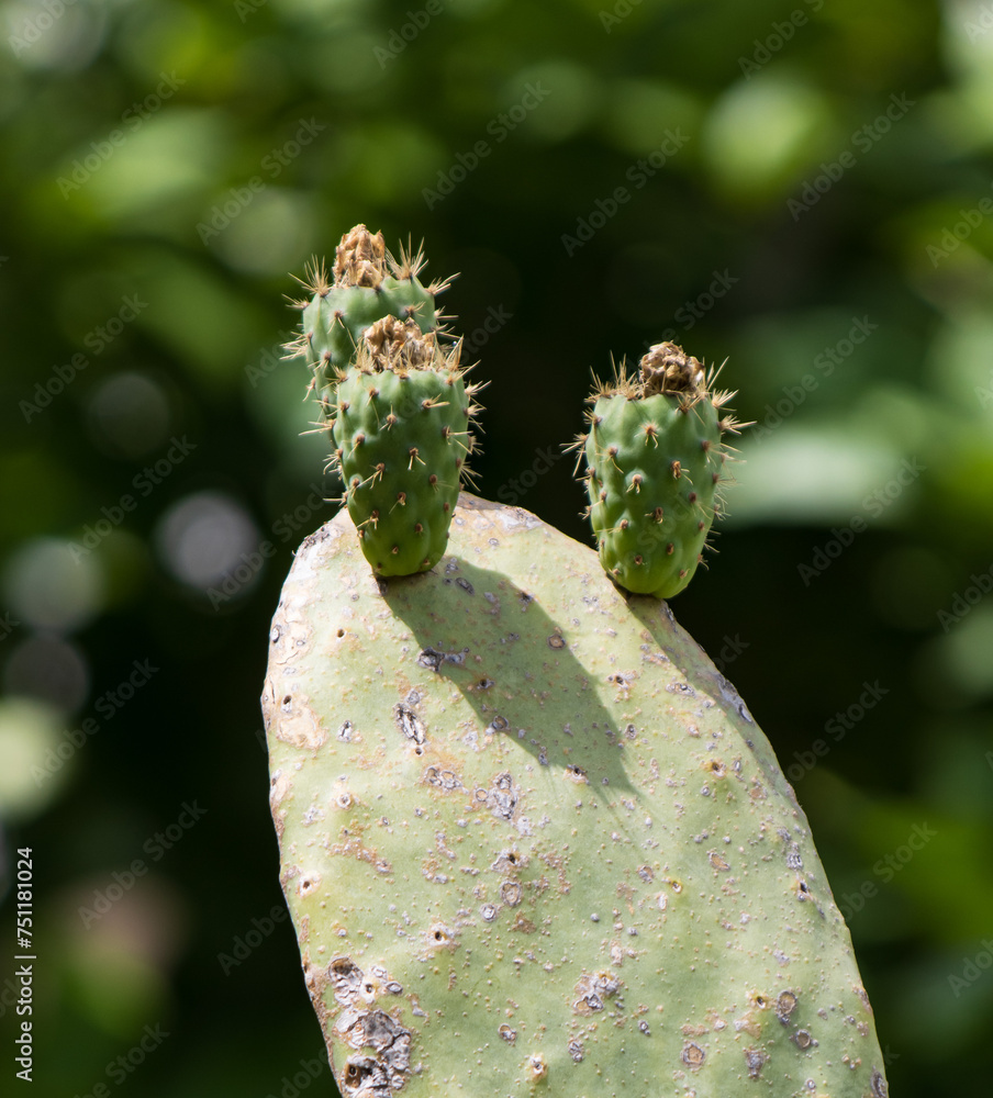 cactus leaves with yellow flowers. cactus leaves with yellow flowers.
