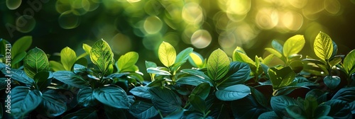 Blur Nature Bokeh Green Park By, HD, Background Wallpaper, Desktop Wallpaper