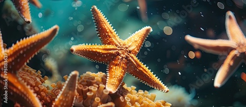 A group of starfish are seen swimming gracefully in the ocean, their vibrant colors contrasting against the clear blue water. The starfish move slowly, using their tube feet to propel themselves