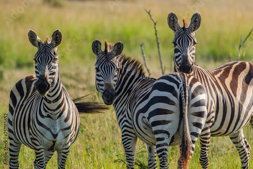 Zebras graze carefree in the Masai mara