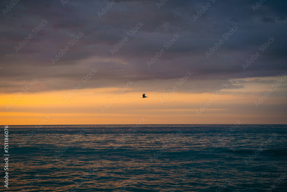 Bird silhouette in the ocean Bird silhouette in the ocean