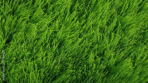 Natural Green Grass Texture Background