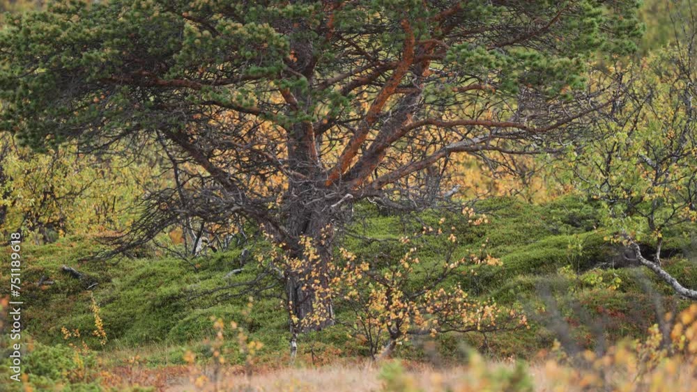 A pine tree with twisted branches in the autumn tundra landscape. Slow-motion parallax video, bokeh background. A pine tree with twisted branches in the autumn tundra landscape. Slow-motion parallax video, bokeh background.
