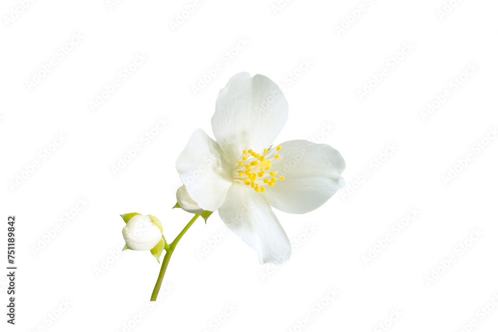 Obraz premium Beautiful white flower isolated on white background. Philadelphus coronarius (sweet mock orange, English dogwood or wild jasmine)